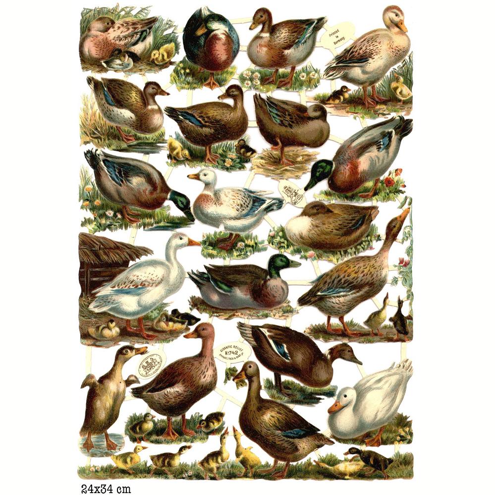 R.Tuck 742 ducks.jpg