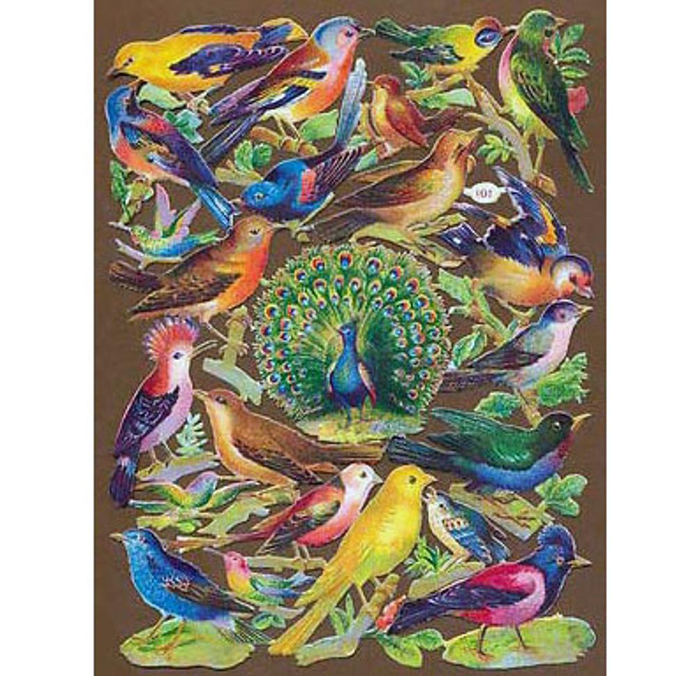 NL 201 colorfull birds.jpg