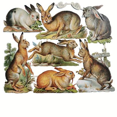 EB 494 rabbits.jpg