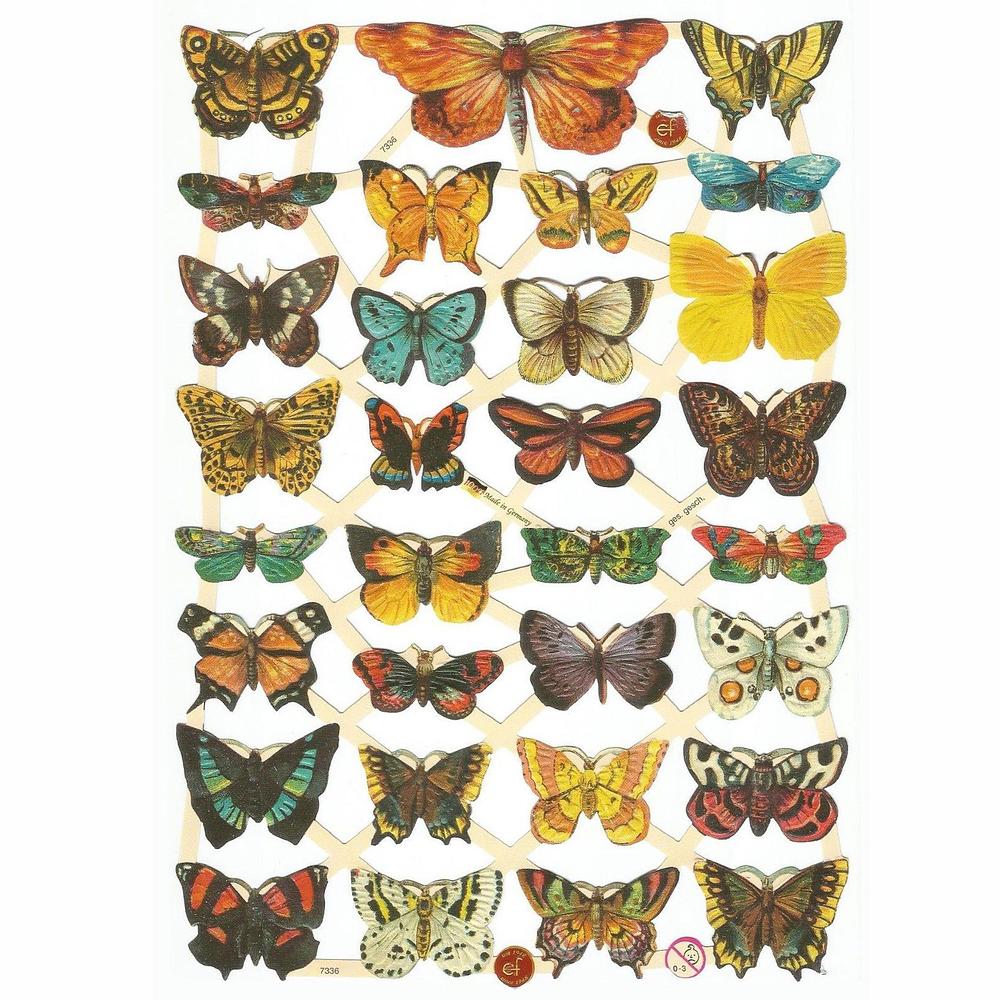 EF 7336 Butterfly.jpg