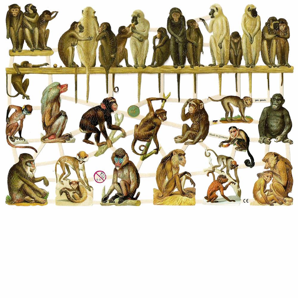 EF 7357 Monkey.jpg