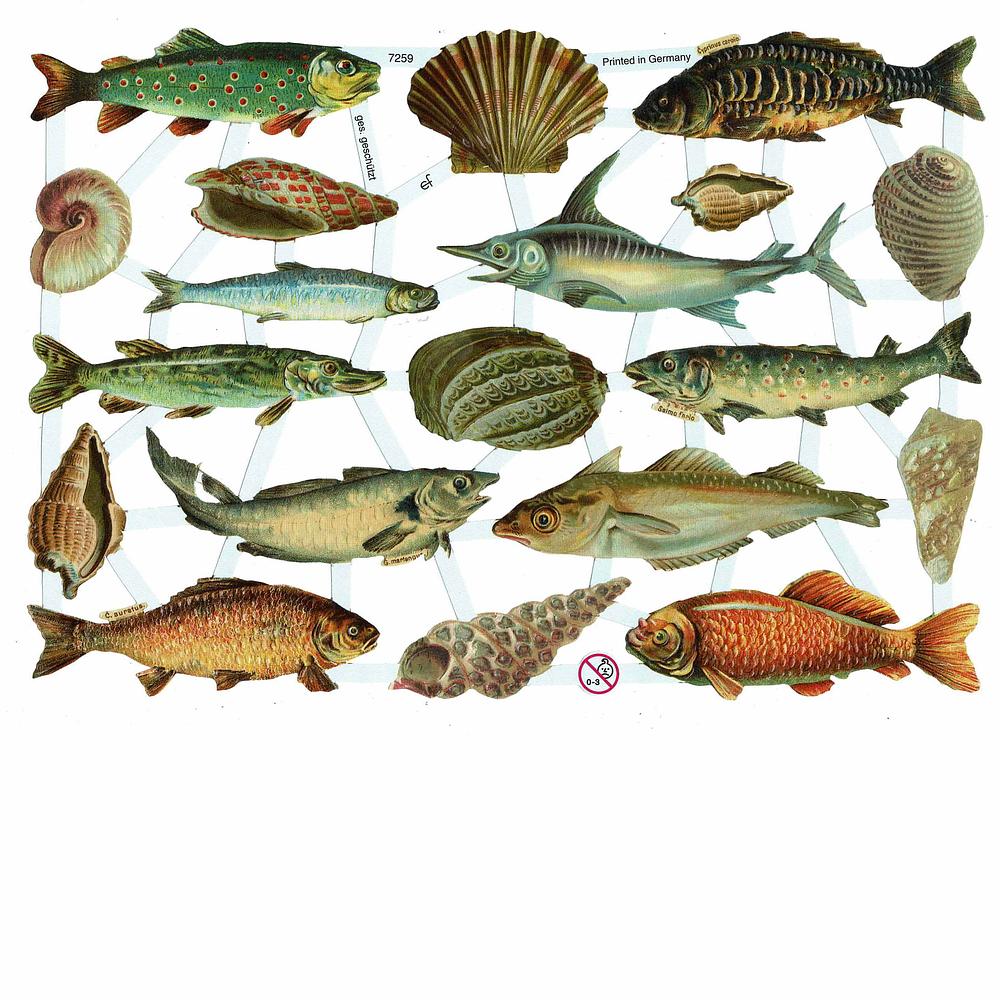 EF 7259 Sea Shells & Fish.jpg