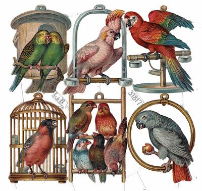 L&B 31817 scraps parrots on copy.jpg
