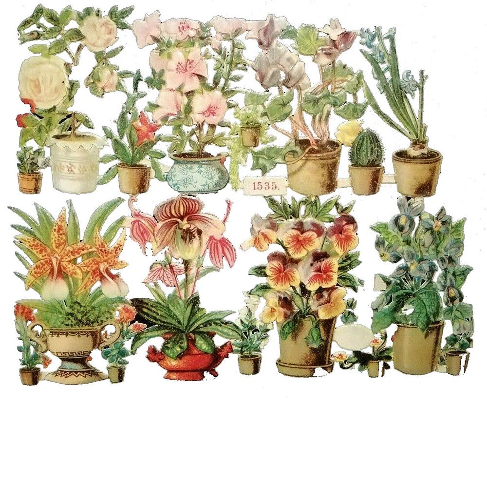 1535 flowers in pots.jpg