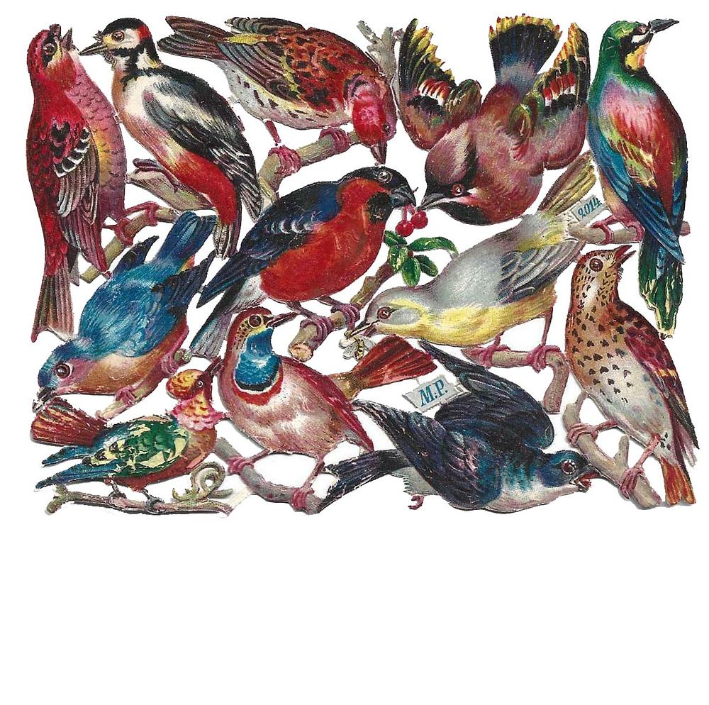 MP 2014 birds kopie.jpg