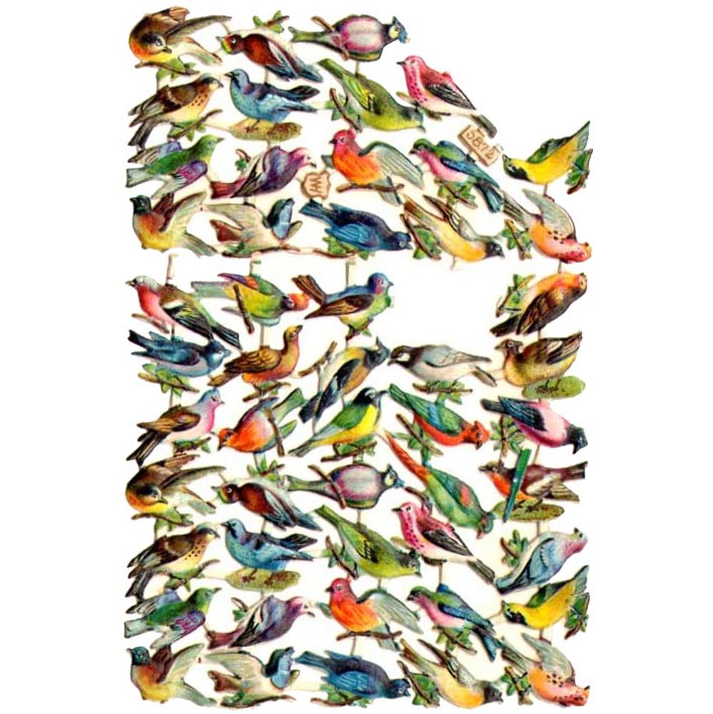 WH 5872 exotic birds 2.jpg