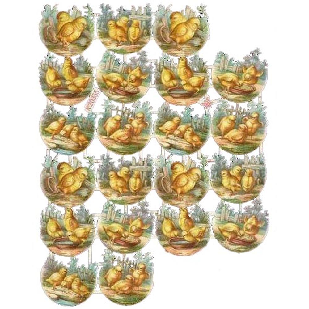 A&M 20355 chicks 2.jpg