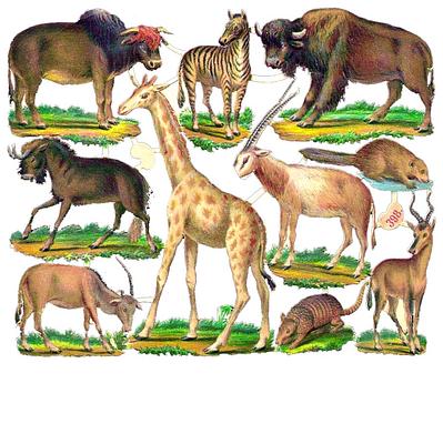 NL 398 wild animals.jpg