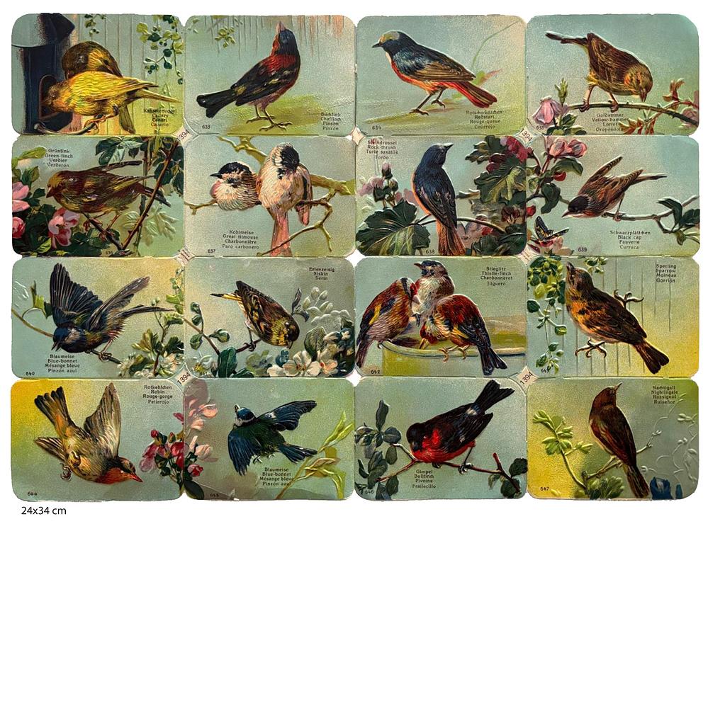 1394 birds educational.jpg