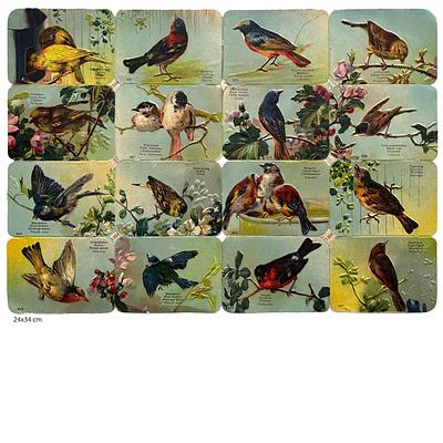 1394 birds educational.jpg