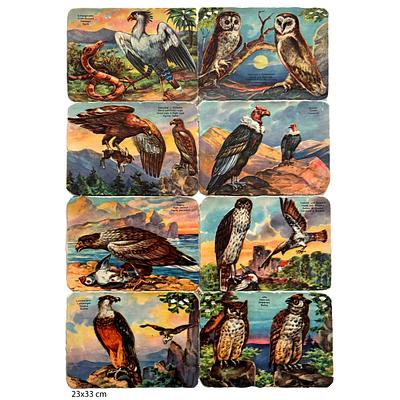 1434 birds educational.jpg