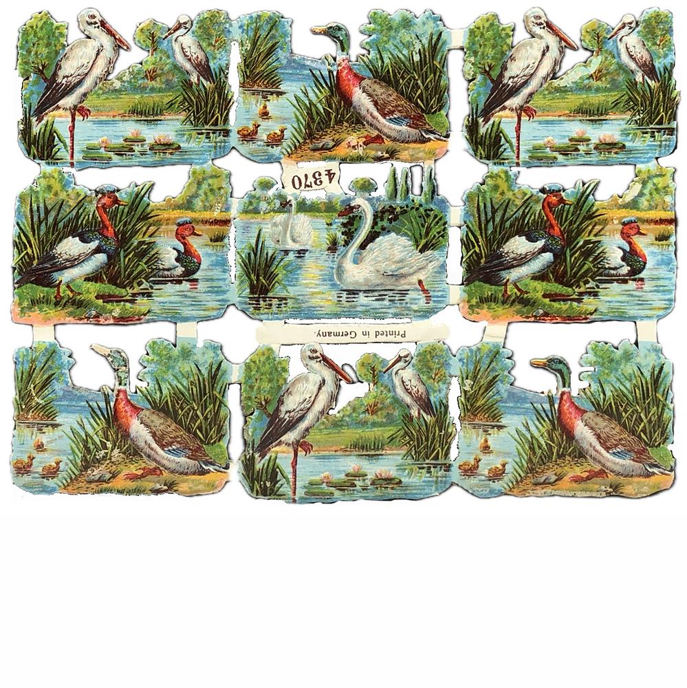4370 ducks.jpg