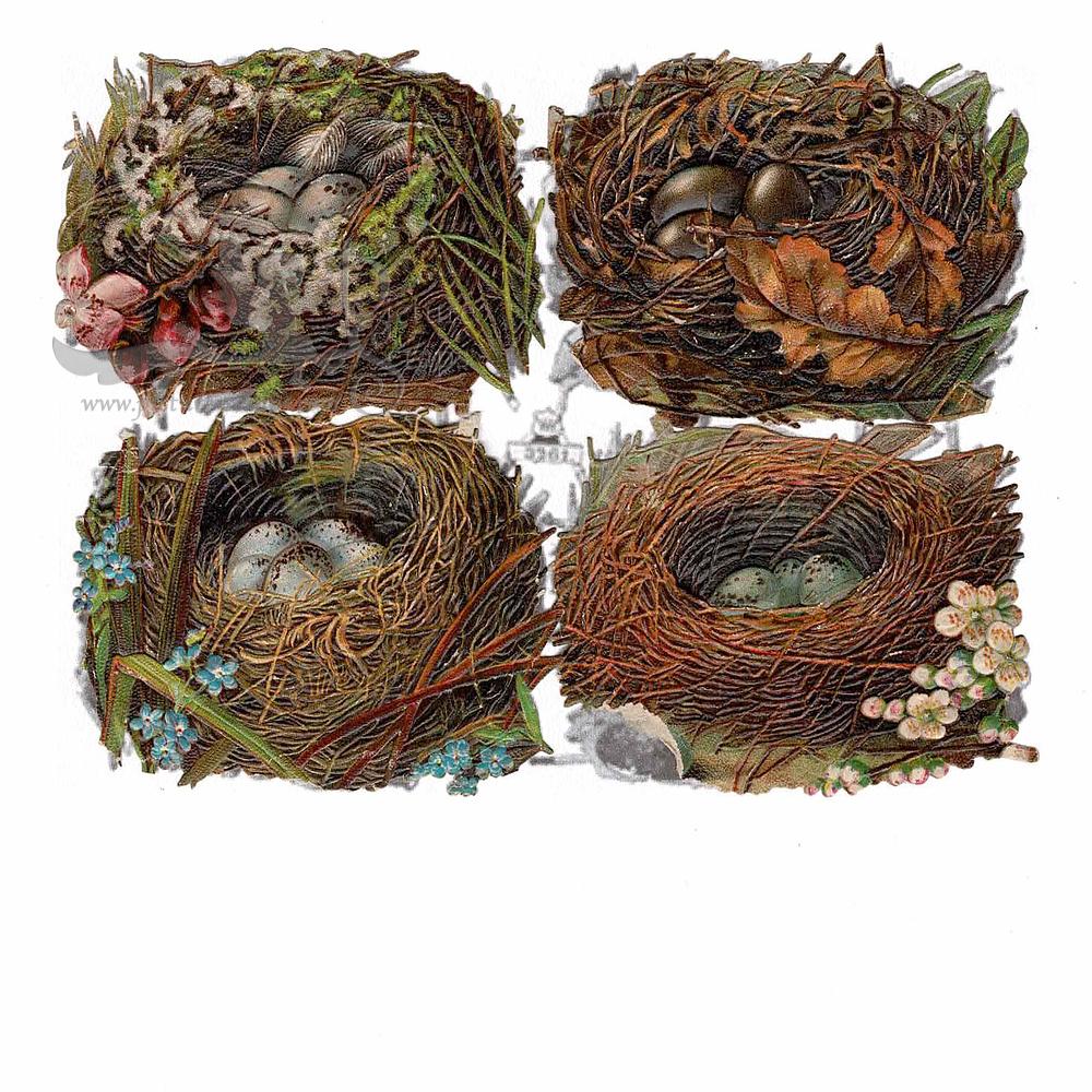 wh 3261 birds nests on copy.jpg