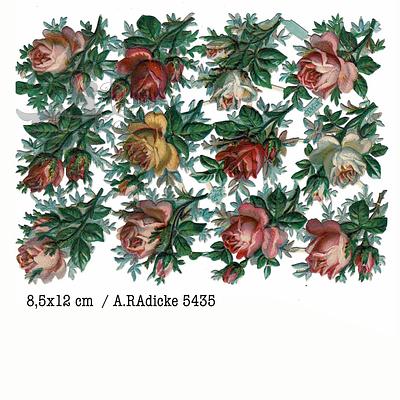 AR 5435 roses.jpg