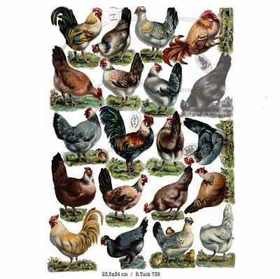 R.Tuck 738 chicken.jpg