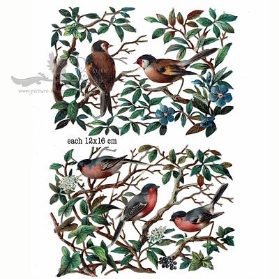 R.Tuck birds.jpg