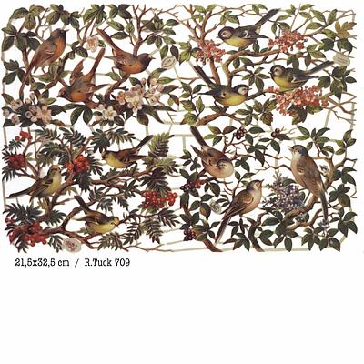 R.Tuck 709 birds1.jpg