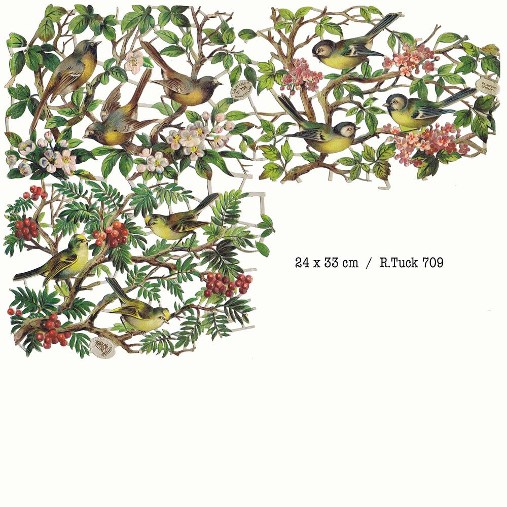 R.Tuck 709 birds.jpg