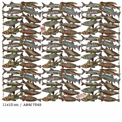 A&M 7549 fish.jpg
