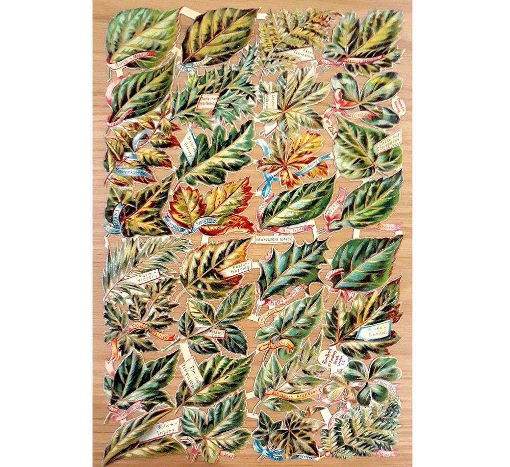 Birn Bros 253 leafs 3.jpg