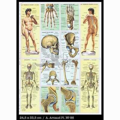 A.Arnaud 86 Human skeleton.jpg