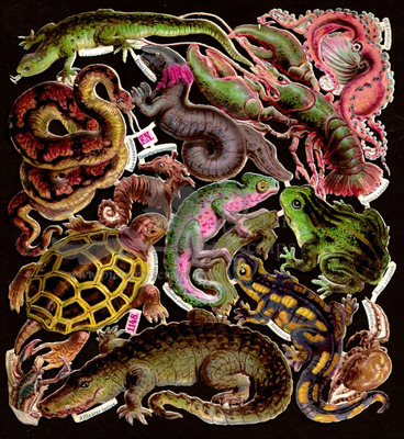 FN 1148 reptiles.jpg