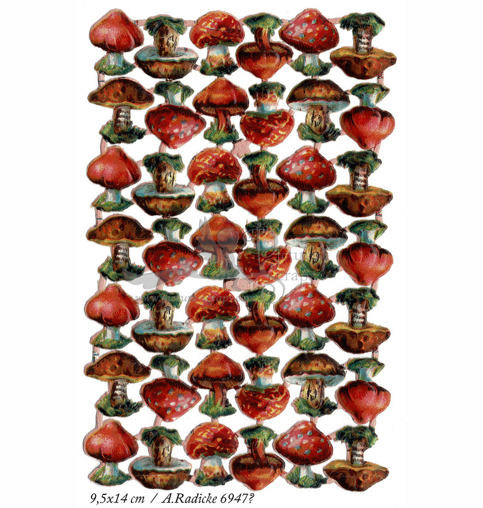 A.Radicke 6947 mushrooms.jpg