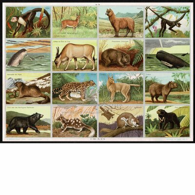 A.Arnaud 74 animals.jpg