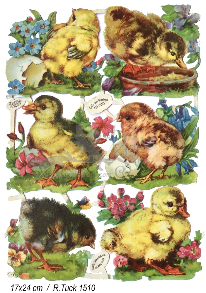 R.Tuck 1510 chicks.jpg