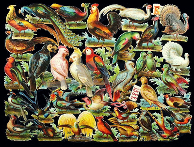 NL 1582 birds.jpg