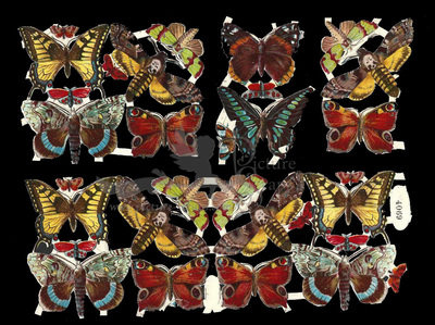 NL 4069 butterflies.jpg