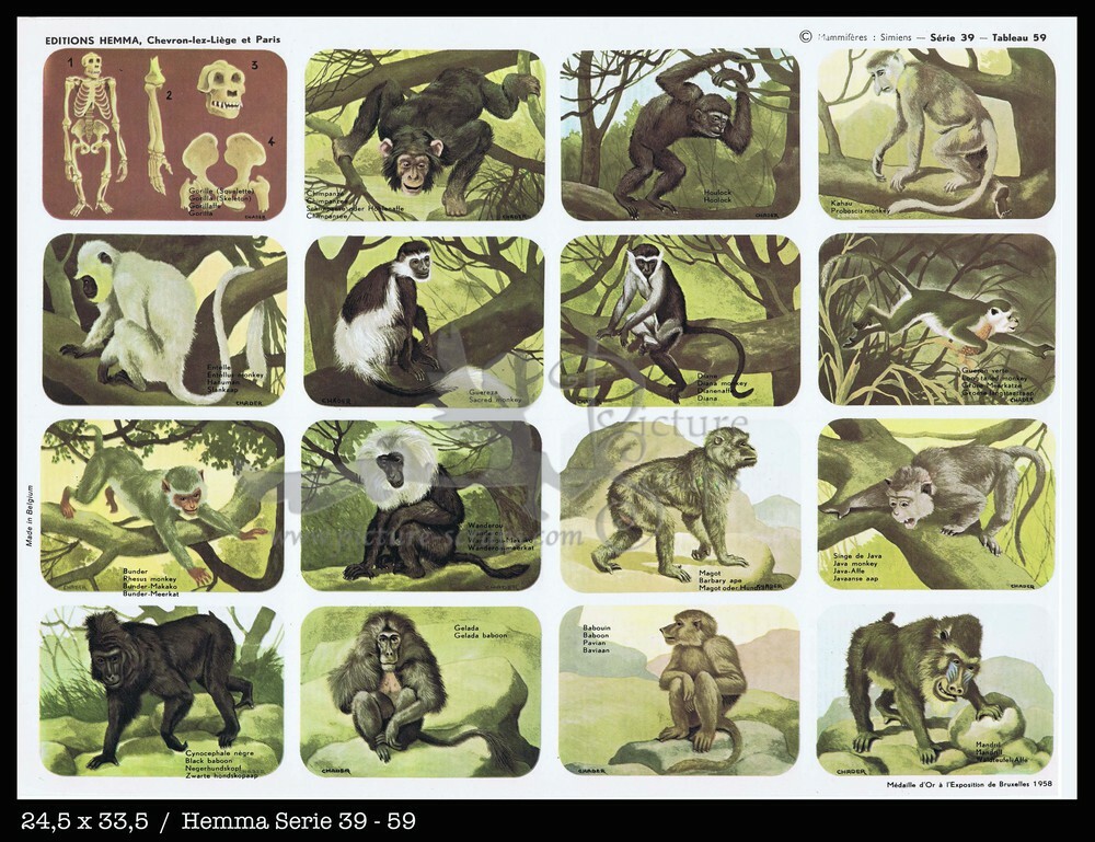 Hemma 59 monkeys apes.jpg