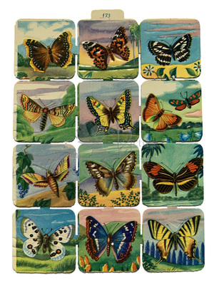 F_b 173 butterflies.jpg