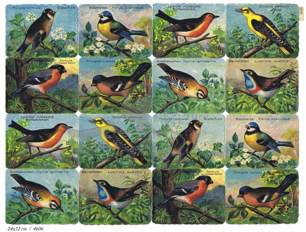 Printed in Germany 4606 birds square educational scraps.jpg