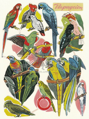 DDR 1202 parrots.jpg