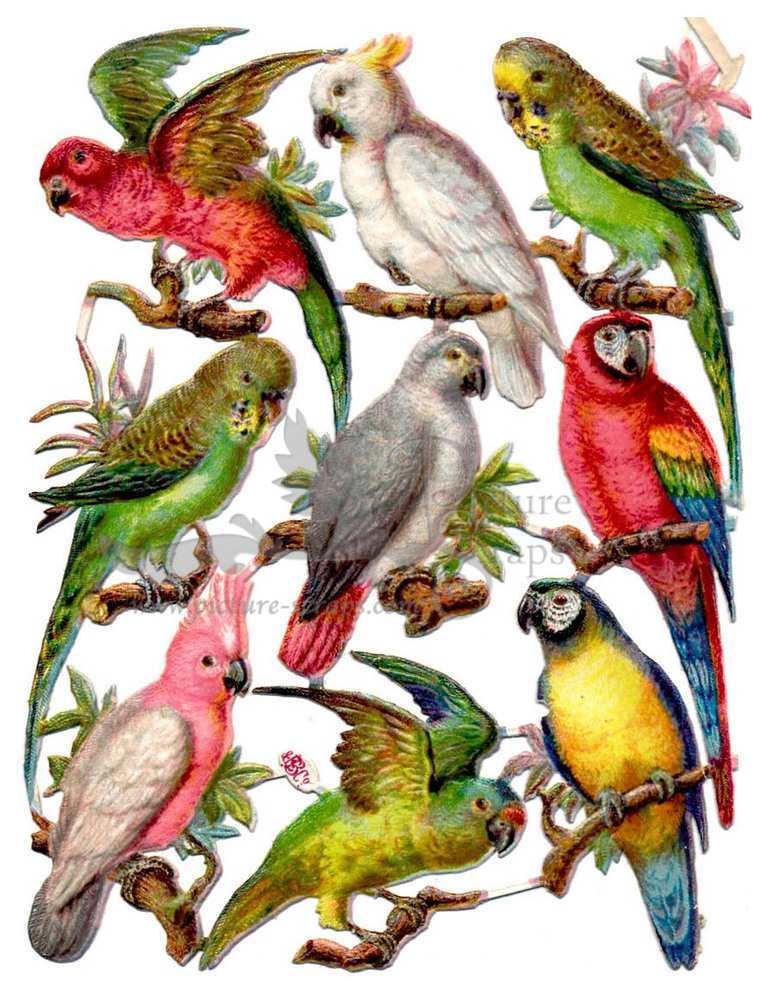 Buttner parrots.jpg