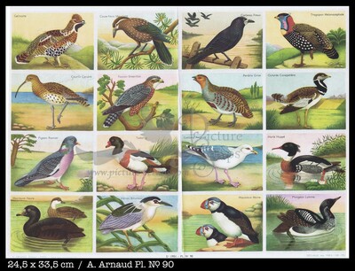 Arnaud 90 Birds.jpg