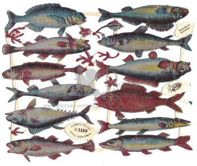 R.Tuck 1139 fish.jpg
