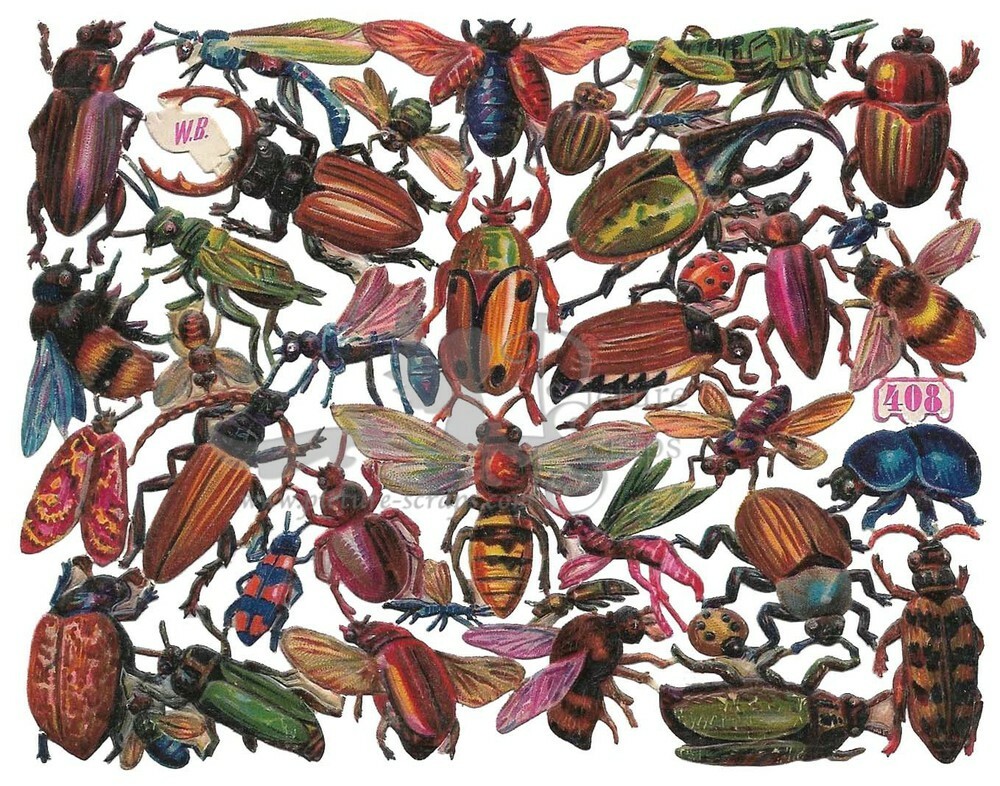 W.B. 408 insects.jpg