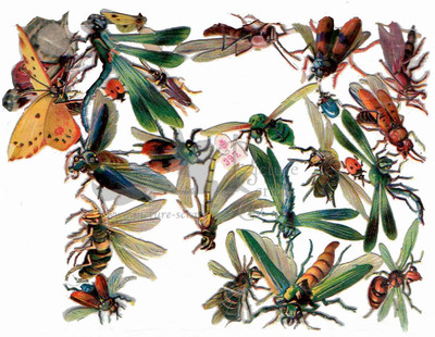 schafer 397 insects.jpg