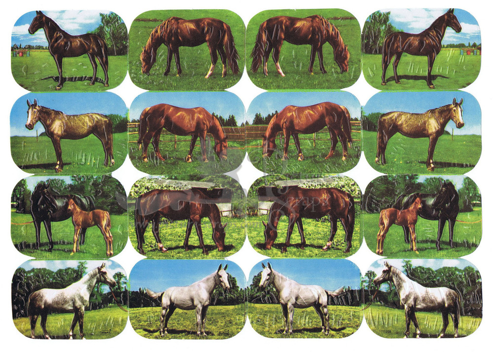 Kruger Intana 171.298 horses small images.jpg