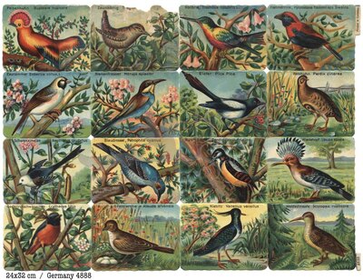 Printed in Germany 4888 exotic birds square educational scraps.jpg