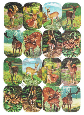 Kruger 98.144 deers no number.jpg