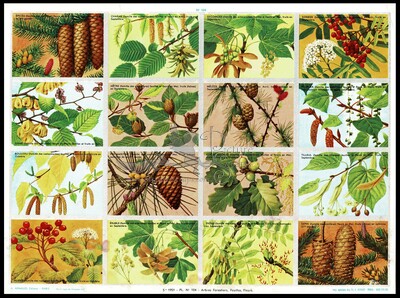 A.Arnaud 104 fruits leafs.jpg