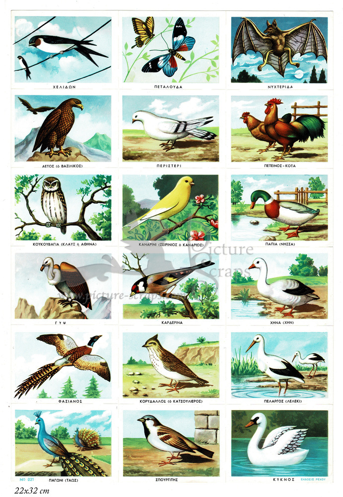 Rekos educational sheet flying animals birds.jpg