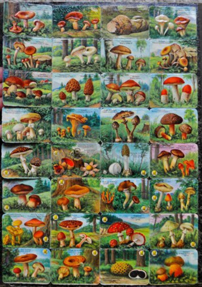 Printed in Germany 1579 mushrooms square educational scraps.jpg