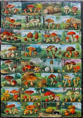 Printed in Germany 1579 mushrooms square educational scraps.jpg