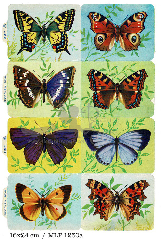 MLP 1250 a butterflies.jpg