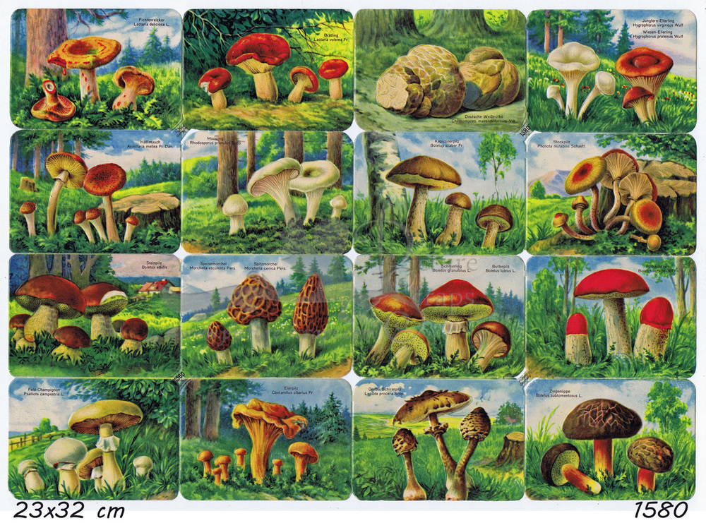 Printed in Germany 1580 mushrooms square educational scraps.jpg