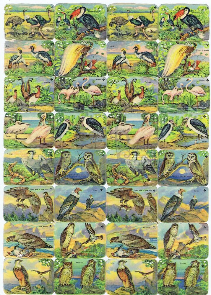 Printed in Germany 1451 large birds square educational scraps.jpg